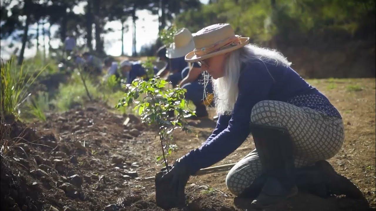 Tetra Pak Brasil – Conservador das Araucárias